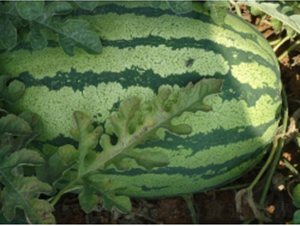 秦紅9號-西瓜種子-秦紅種業(yè)