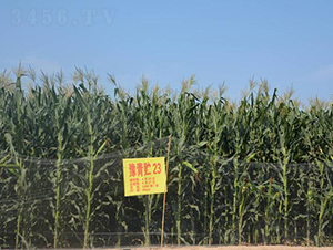 豫青貯23-玉米種子-大京九種業(yè)