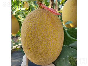 �SƤ25��Ξ-��ϷN��-��(y��u)�Π�����