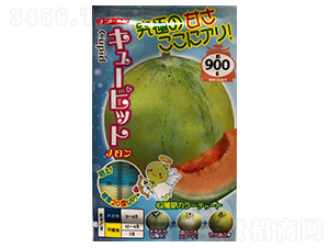 丘比特-甜瓜種子-山田盛種苗