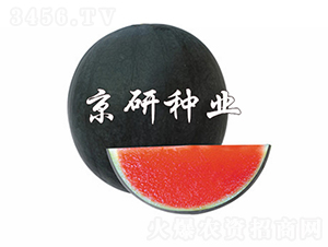 ����-���ϷN��-���зN�I(y��)