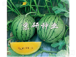 ���@-���ϷN��-���зN�I(y��)