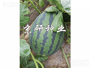 ����6K-���ϷN��-���зN�I(y��)