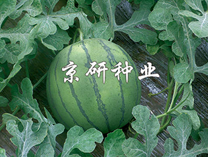 ���P-���ϷN��-���зN�I(y��)