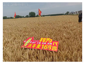 ���S��168-�͹��S