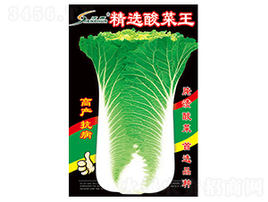 精選酸菜王-白菜種子-豐華種業(yè)