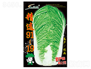 精選91-19-白菜種子-豐華種業(yè)