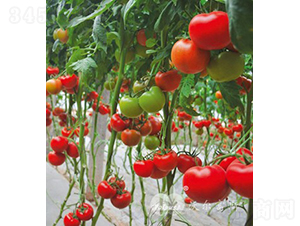 克羅地亞F1（抗TY高產(chǎn)高端紅果大番茄）-番茄種子-沃爾富斯
