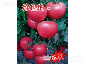 維也納F1（抗TY、高產(chǎn)、高硬度粉果大番茄）-番茄種子-沃爾富斯