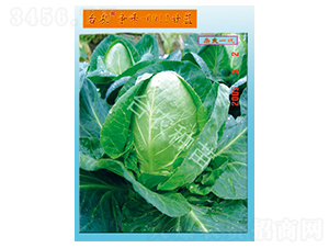 臺(tái)農(nóng)爭峰0912甘藍(lán)-甘藍(lán)種子-臺(tái)農(nóng)種苗