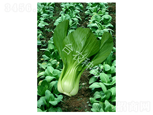 清江白菜-白菜種子-臺農種苗