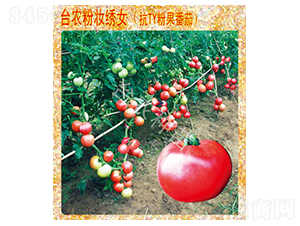粉妝繡女番茄-番茄種子-臺農種苗