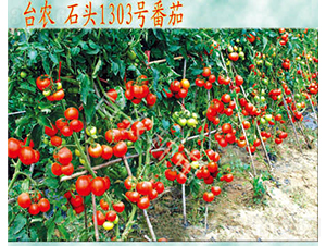 石頭1303番茄-番茄種子-臺(tái)農(nóng)種苗