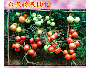 臺農(nóng)粉果1045-番茄種子-臺農(nóng)種苗