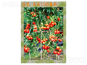 臺農(nóng)石頭1302番茄-番茄種子-臺農(nóng)種苗
