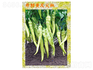 希臘黃皮尖椒-辣椒種子-臺農(nóng)種苗