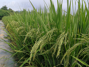 �V���z��5̖-ˮ���N��-�V��