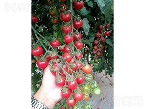 凱麗（2004）番茄種子-華昂農(nóng)業(yè)