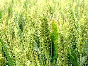 ����5265-С���N��-�Ǻ����r(n��ng)