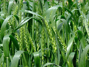 ���r(n��ng)24-С���N��-�Ǻ����r(n��ng)