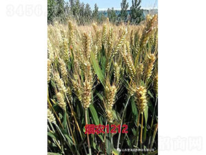 ���r(n��ng)1212-С���N��-�Ǻ����r(n��ng)