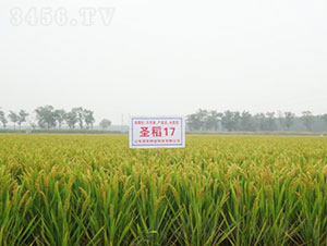 ʥ��17-ˮ���N��-�Ǻ����r(n��ng)