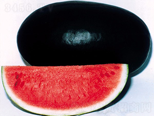 �ڌ�܊-���ϷN��-�A���N��