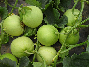 �G��-��ϷN��-�A���N��