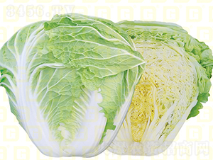 秋早熟白菜-德高VR中包-大白菜種子-德高種業(yè)