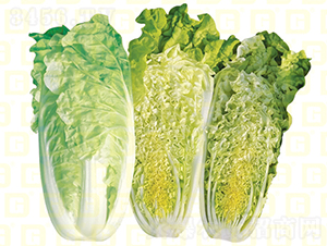 抗根腫病金絲白白菜-德高金絲白121-大白菜種子-德高種業(yè)