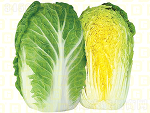 南方越冬白菜-德高冬旺-大白菜種子-德高種業(yè)
