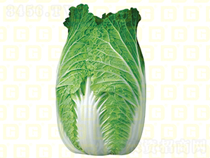 秋中熟白菜-德高7號(hào)-大白菜種子-德高種業(yè)
