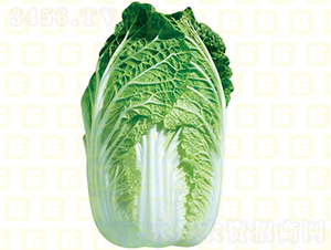 秋中熟白菜-德高福山包-大白菜種子-德高種業(yè)