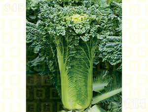 青麻葉類型-德高707-大白菜種子-德高種業(yè)