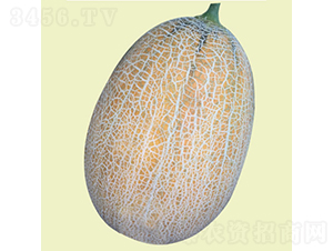 �S�{˹-��ϷN��-�c�l(f��)��ʢ