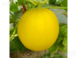 ��ؐ-��ϷN��-�c�l(f��)��ʢ