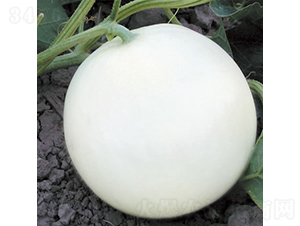 ��ѩ-��ϷN��-�c�l(f��)��ʢ