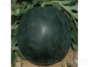 �c��1̖-���ϷN��-�c�l(f��)��ʢ