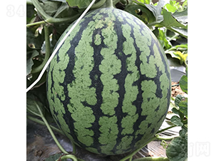 �c��1̖-���ϷN��-�c�l(f��)��ʢ