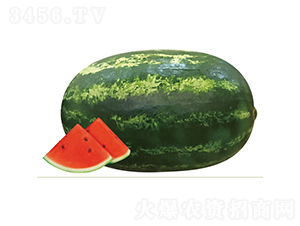 ����1̖(h��o)-���ϷN��-�c�l(f��)��ʢ