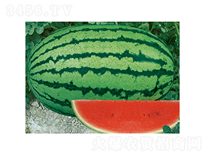 慶龍2號-西瓜種子-慶發(fā)禾盛