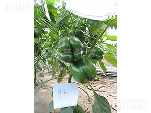 津福30-甜椒種子-朝研種苗