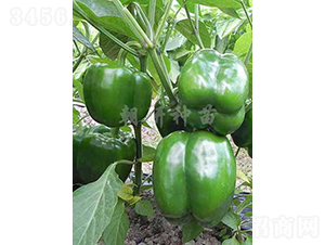 津福44-甜椒種子-朝研種苗