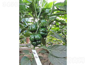 津福52-甜椒種子-朝研種苗