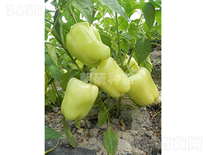 朝研白彩椒-甜椒種子-朝研種苗