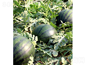 ɯ�ۼ�-���ϷN��-���r�r�I(y��)