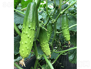 依農(nóng)綠甜9號-黃瓜種子-依農(nóng)農(nóng)業(yè)