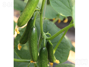 玉女-水果黃瓜種子-依農(nóng)農(nóng)業(yè)