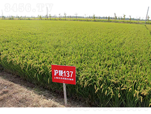 ����137-ˮ���N��-�r(n��ng)�ƷN��