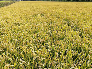 ������ܛ1̖-ˮ���N��-�r(n��ng)�ƷN��